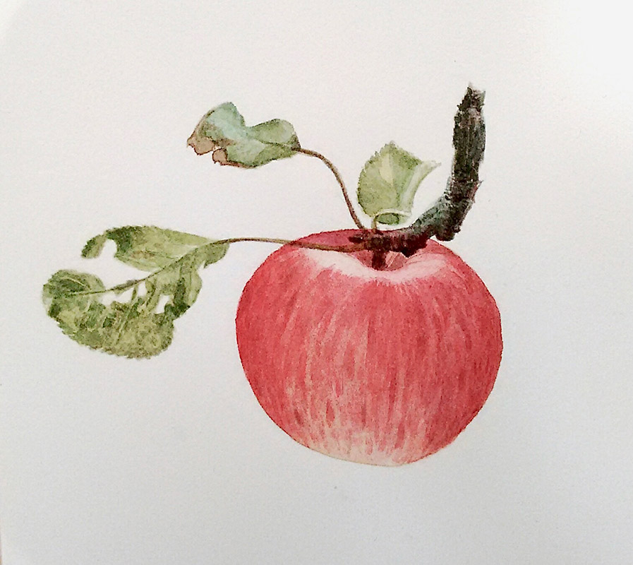 Nature studies Apple red