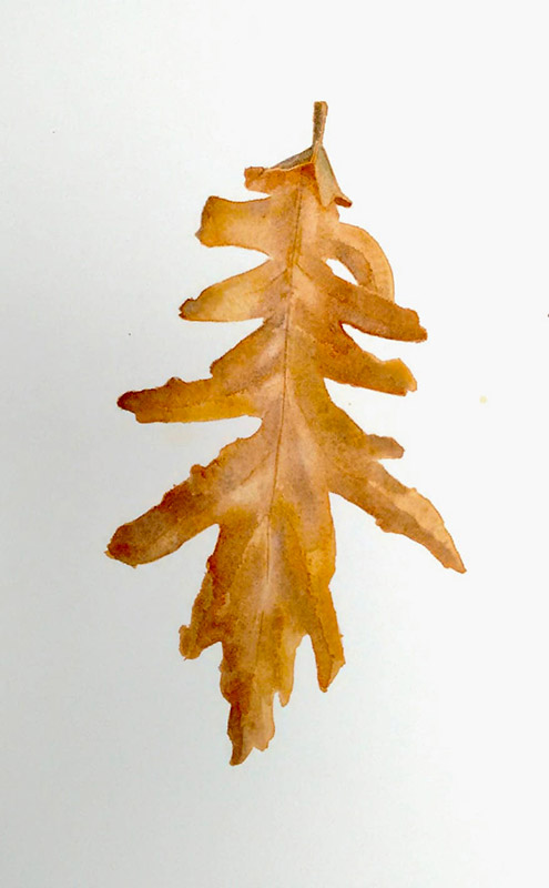 Natures studies Dry oak leaf vertical