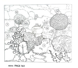 Book illustration Designing a garden instructions