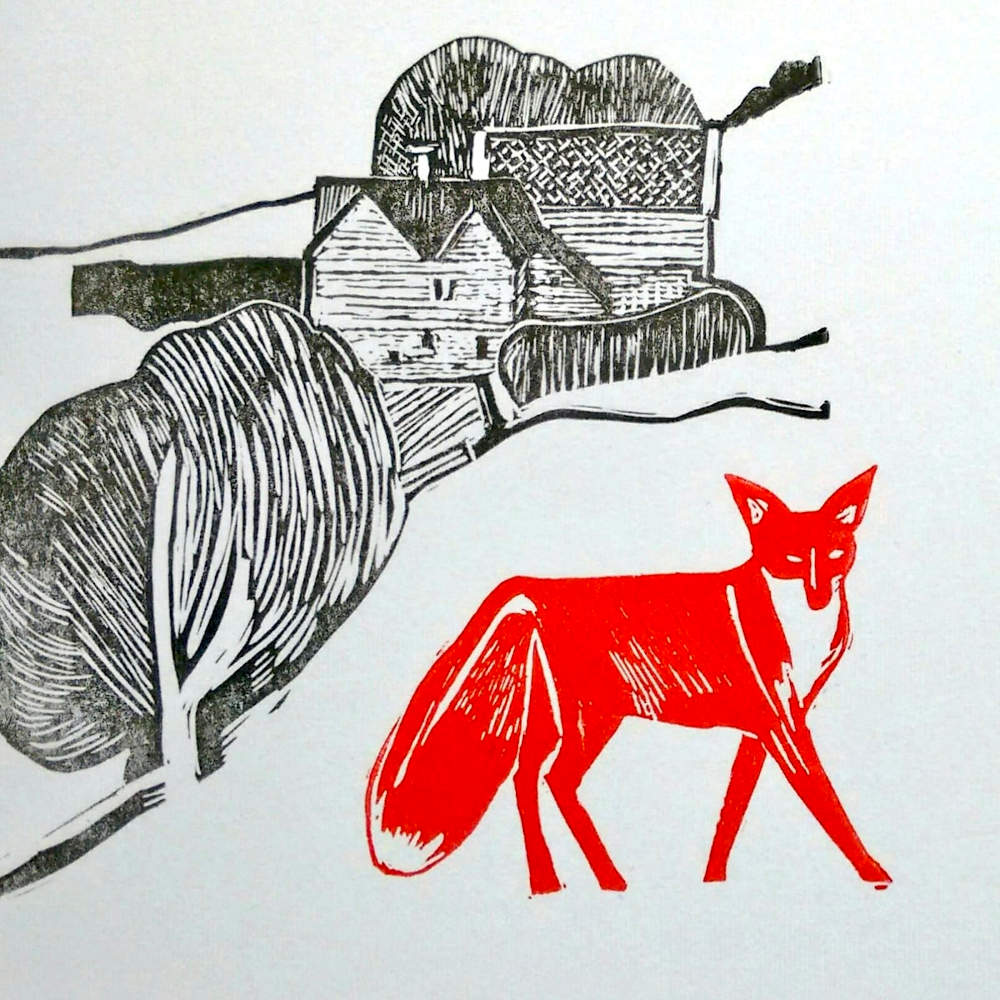 Red fox on farm